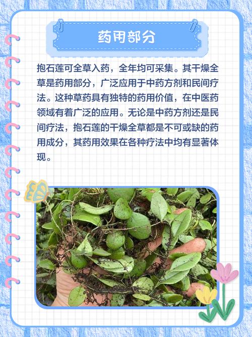 岩须（水灵芝）的功效与作用？岩须的药用价值？-第3张图片-优品飞百科