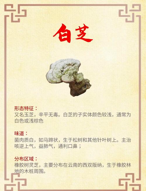 岩须（水灵芝）的功效与作用？岩须的药用价值？-第4张图片-优品飞百科