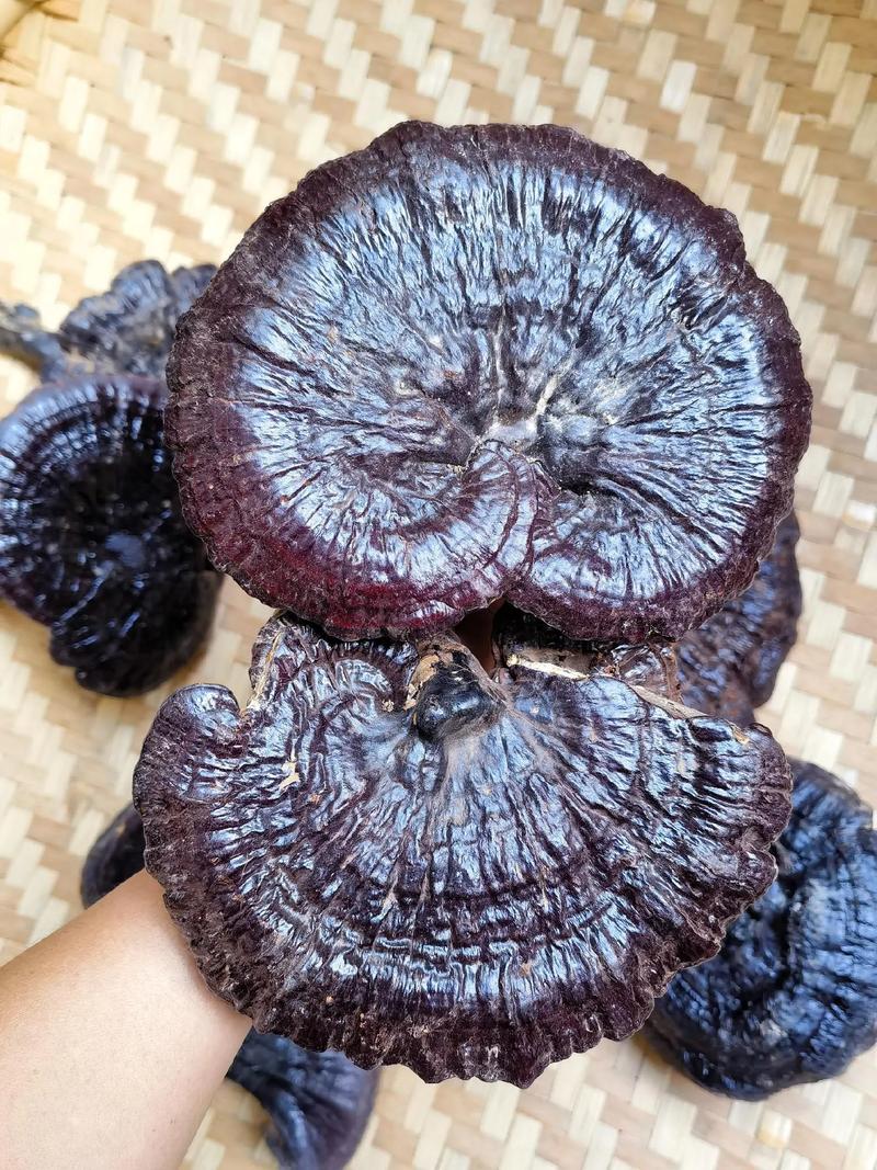 岩须（水灵芝）的功效与作用？岩须的药用价值？-第5张图片-优品飞百科