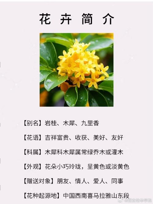 桂花的功效,桂花的功效与作用禁忌,桂花的功效,桂花的功效与作用禁忌是什么?-第4张图片-优品飞百科 桂花的功效,桂花的功效与作用禁忌,桂花的功效,桂花的功效与作用禁忌是什么?-第4张图片-优品飞百科