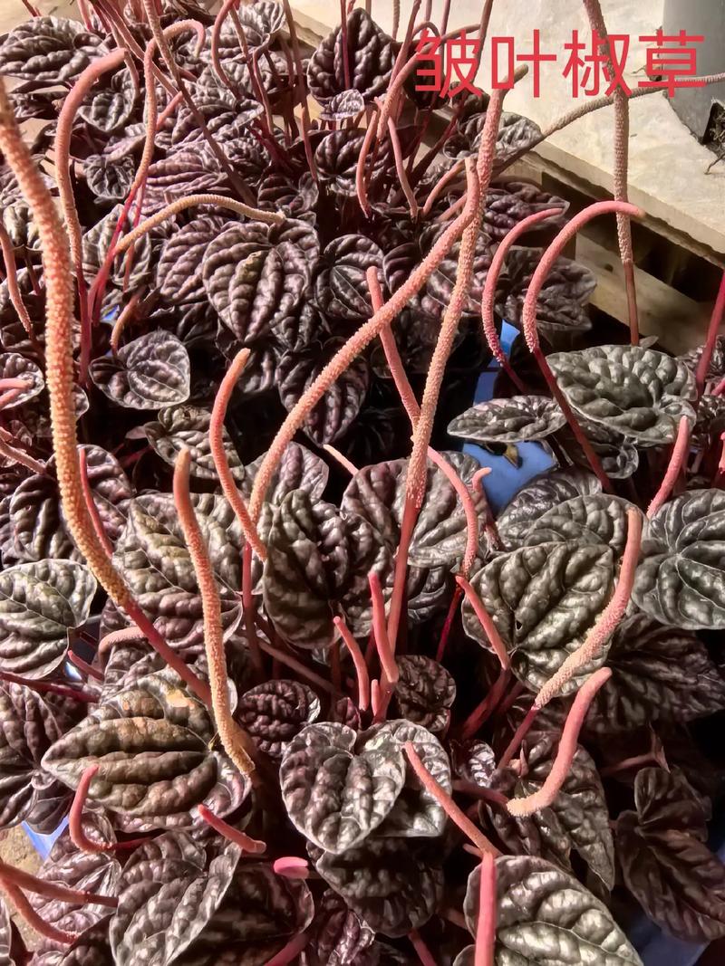 荷叶椒草有什么作用，荷叶椒草可以把叶片全剪了吗？-第1张图片-优品飞百科