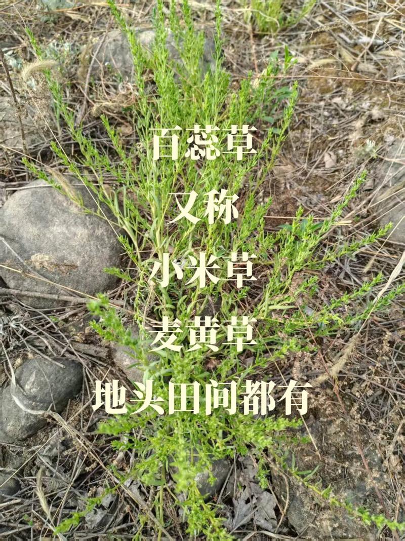荷叶椒草有什么作用，荷叶椒草可以把叶片全剪了吗？-第2张图片-优品飞百科