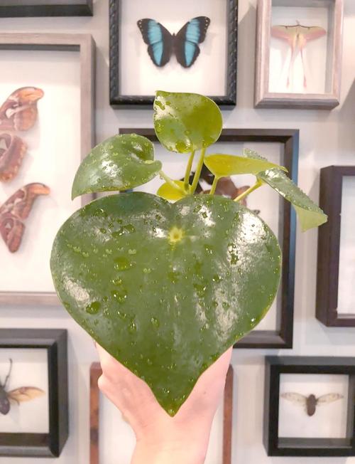 荷叶椒草有什么作用，荷叶椒草可以把叶片全剪了吗？-第4张图片-优品飞百科