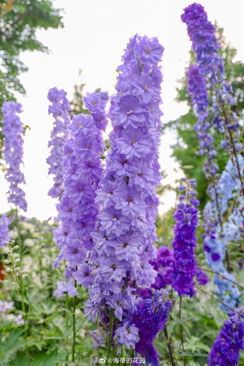 常见的紫色花有哪些，常见紫色花卉？-第1张图片-优品飞百科