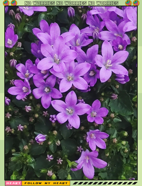 常见的紫色花有哪些，常见紫色花卉？-第2张图片-优品飞百科