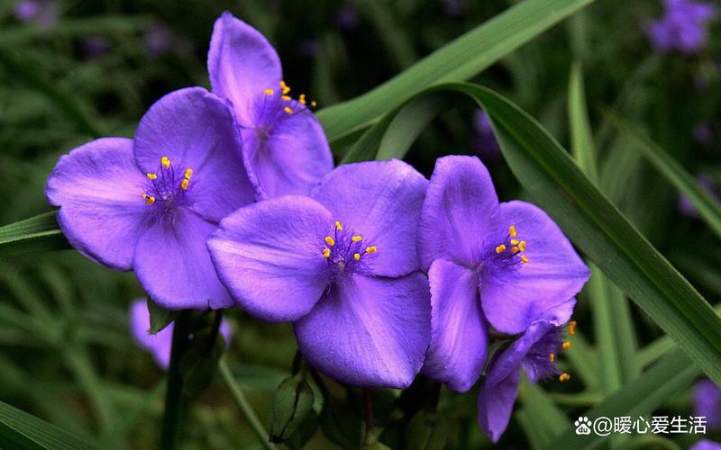 常见的紫色花有哪些，常见紫色花卉？-第3张图片-优品飞百科