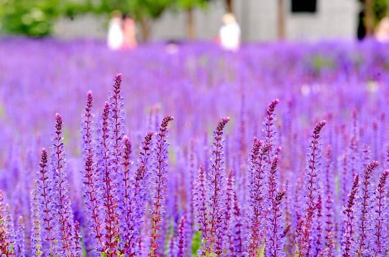 常见的紫色花有哪些，常见紫色花卉？-第4张图片-优品飞百科