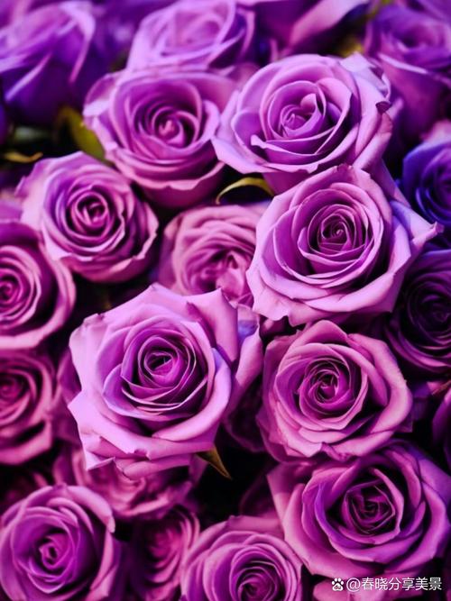 常见的紫色花有哪些，常见紫色花卉？-第5张图片-优品飞百科