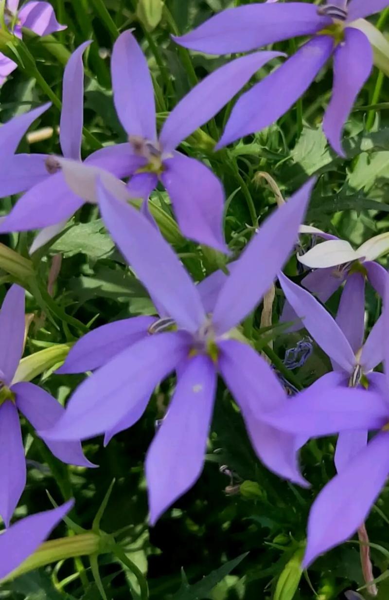 常见的紫色花有哪些，常见紫色花卉？-第6张图片-优品飞百科