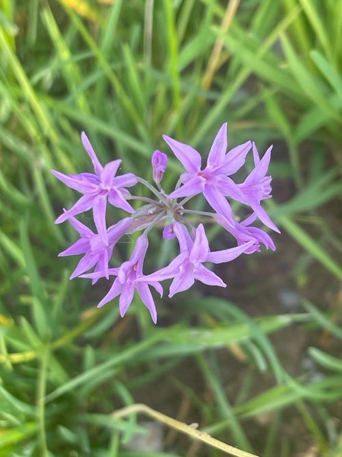 常见的紫色花有哪些，常见紫色花卉？-第7张图片-优品飞百科