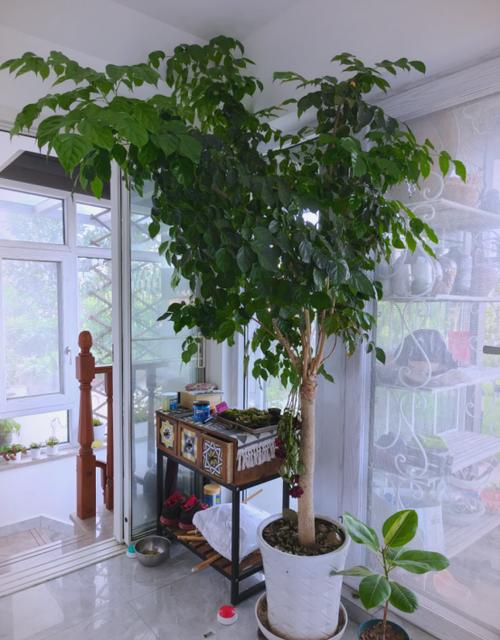 富贵树的风水作用？富贵树招财吗？