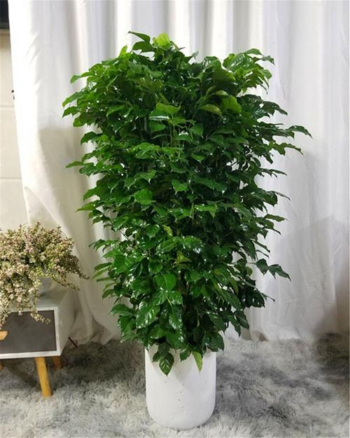 富贵树的风水作用？富贵树招财吗？-第2张图片-优品飞百科