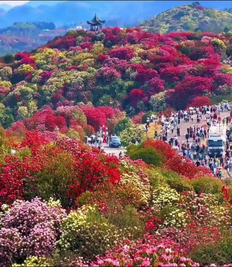 毕节适合养什么花，市花和市树是什么？毕节花卉种植基地？-第1张图片-优品飞百科