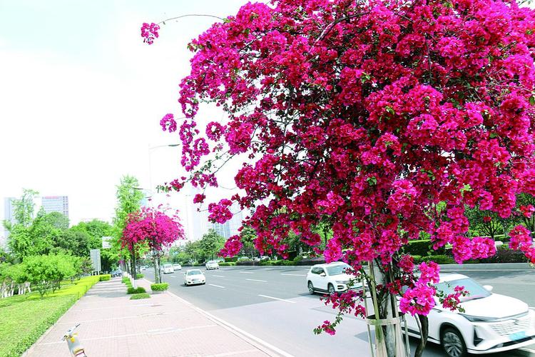 毕节适合养什么花，市花和市树是什么？毕节花卉种植基地？-第2张图片-优品飞百科
