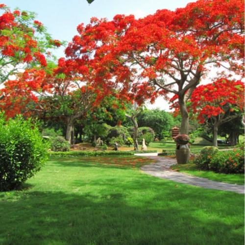 毕节适合养什么花，市花和市树是什么？毕节花卉种植基地？-第4张图片-优品飞百科