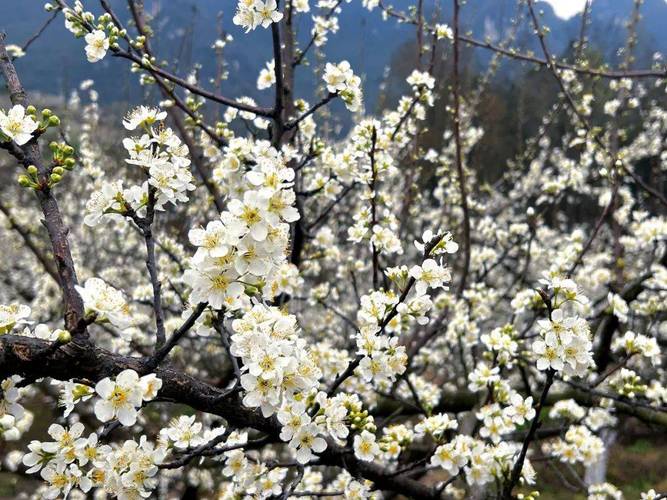 毕节适合养什么花，市花和市树是什么？毕节花卉种植基地？-第5张图片-优品飞百科