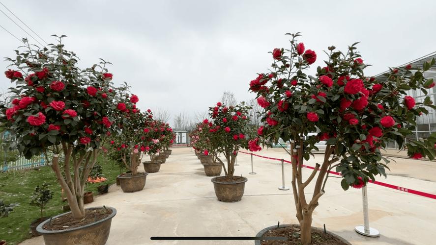 毕节适合养什么花，市花和市树是什么？毕节花卉种植基地？-第6张图片-优品飞百科