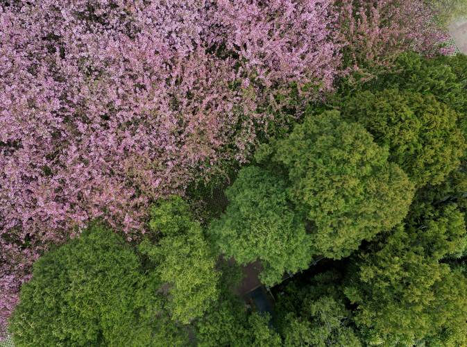 毕节适合养什么花，市花和市树是什么？毕节花卉种植基地？-第7张图片-优品飞百科