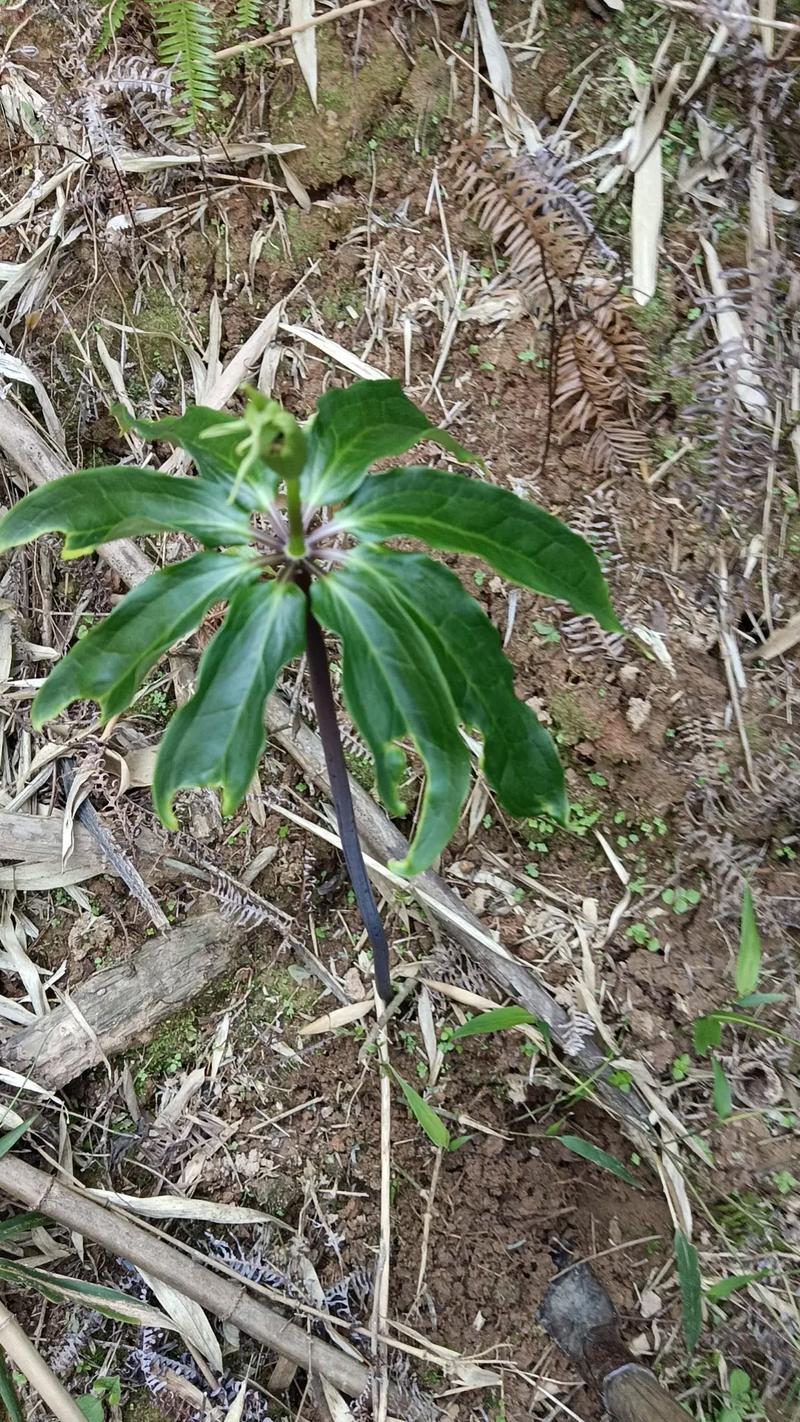 七叶一枝花的养殖方法和注意事项,七叶一枝花主治什么病?-第2张图片-优品飞百科 七叶一枝花的养殖方法和注意事项,七叶一枝花主治什么病?-第2张图片-优品飞百科