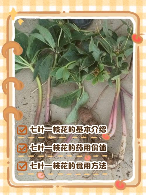 七叶一枝花的养殖方法和注意事项,七叶一枝花主治什么病?-第4张图片-优品飞百科 七叶一枝花的养殖方法和注意事项,七叶一枝花主治什么病?-第4张图片-优品飞百科