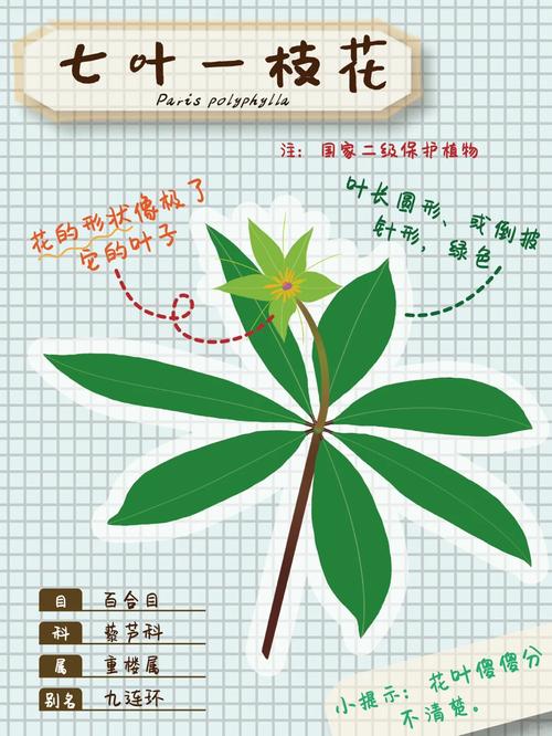 七叶一枝花的养殖方法和注意事项,七叶一枝花主治什么病?-第5张图片-优品飞百科 七叶一枝花的养殖方法和注意事项,七叶一枝花主治什么病?-第5张图片-优品飞百科