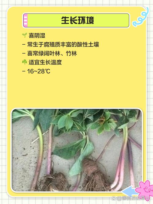 七叶一枝花的养殖方法和注意事项,七叶一枝花主治什么病?-第6张图片-优品飞百科 七叶一枝花的养殖方法和注意事项,七叶一枝花主治什么病?-第6张图片-优品飞百科