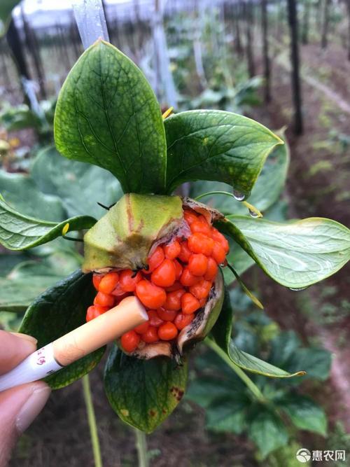 七叶一枝花的养殖方法和注意事项,七叶一枝花主治什么病?-第7张图片-优品飞百科 七叶一枝花的养殖方法和注意事项,七叶一枝花主治什么病?-第7张图片-优品飞百科