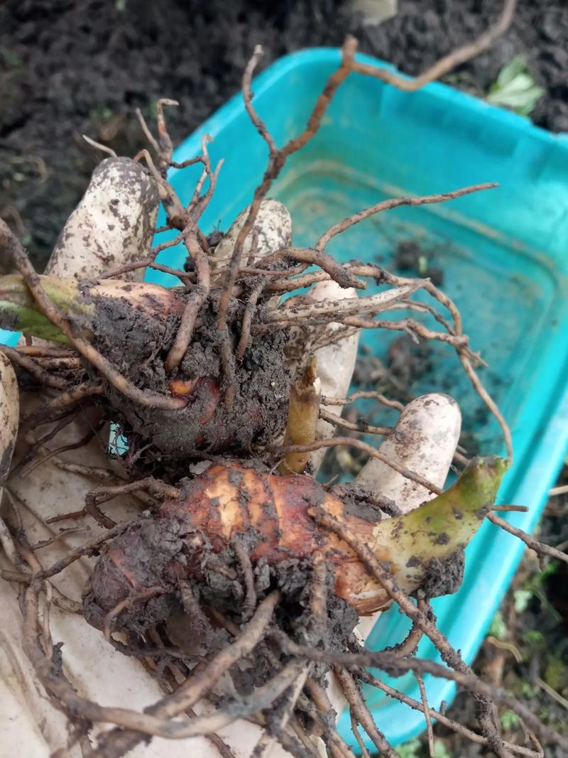 七叶一枝花的养殖方法和注意事项,七叶一枝花主治什么病?-第8张图片-优品飞百科 七叶一枝花的养殖方法和注意事项,七叶一枝花主治什么病?-第8张图片-优品飞百科