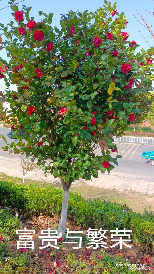 亳州适合养什么花，市花和市树是什么，亳州地区适合种植什么花卉？-第3张图片-优品飞百科