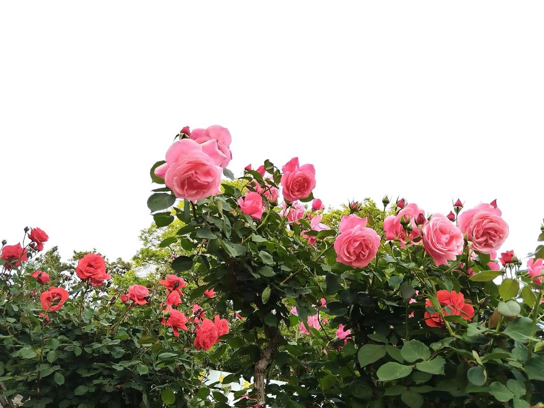 亳州适合养什么花，市花和市树是什么，亳州地区适合种植什么花卉？-第4张图片-优品飞百科