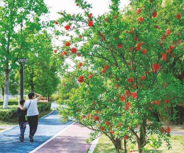 亳州适合养什么花，市花和市树是什么，亳州地区适合种植什么花卉？-第5张图片-优品飞百科