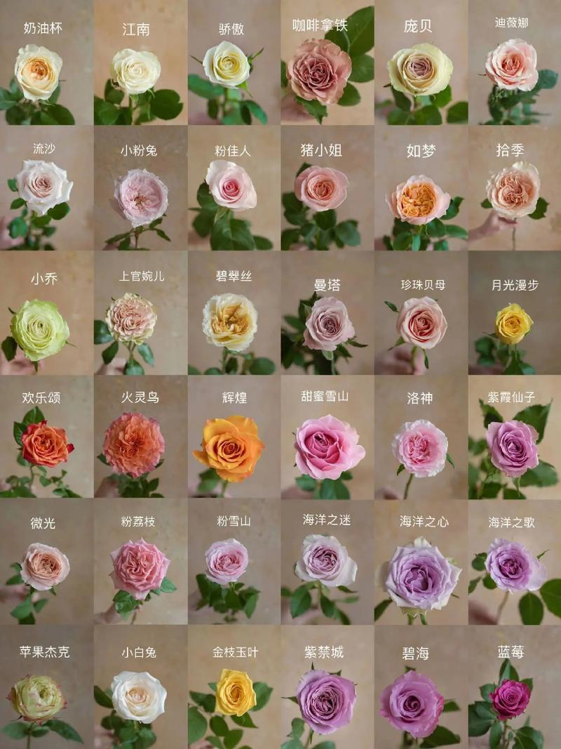 玫瑰品种有哪些，玫瑰图片？玫瑰品种及图片名称？-第2张图片-优品飞百科