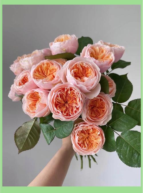 玫瑰品种有哪些，玫瑰图片？玫瑰品种及图片名称？-第4张图片-优品飞百科