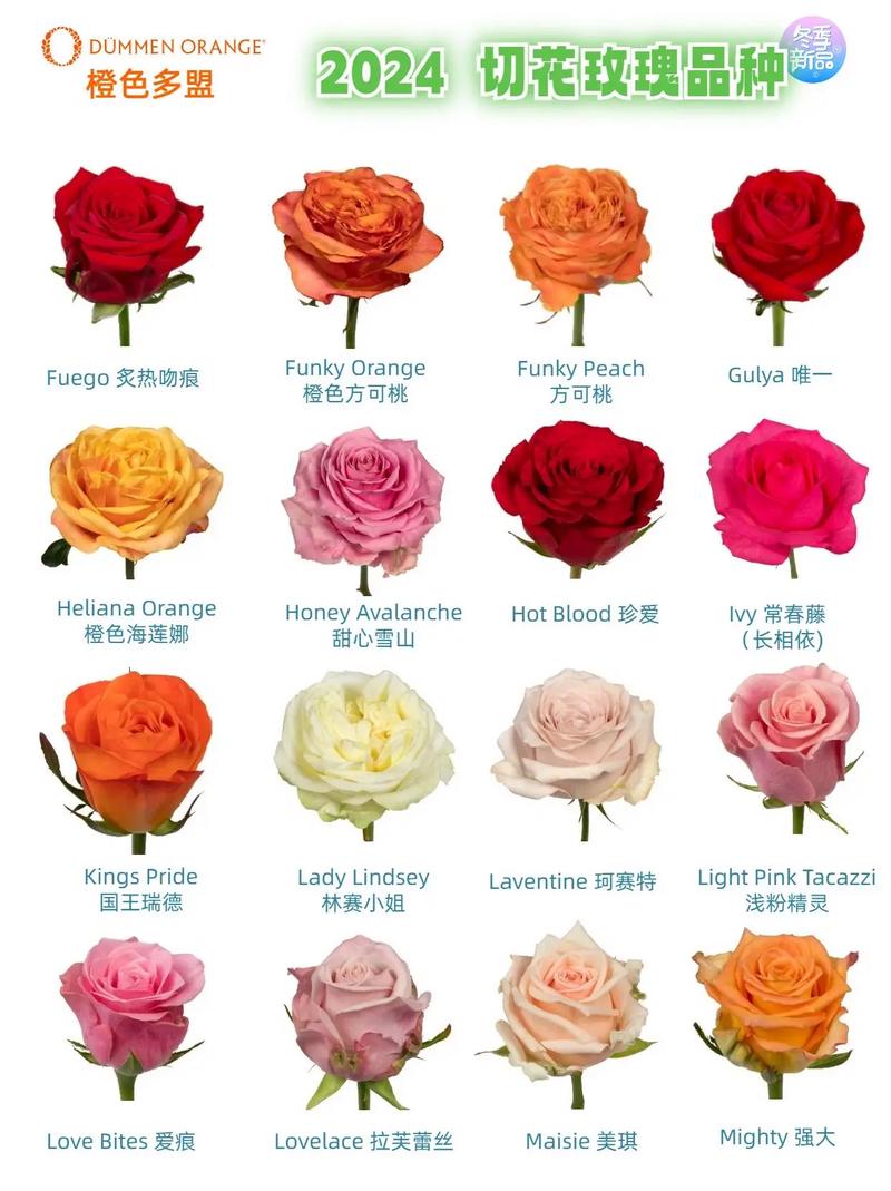 玫瑰品种有哪些，玫瑰图片？玫瑰品种及图片名称？-第5张图片-优品飞百科