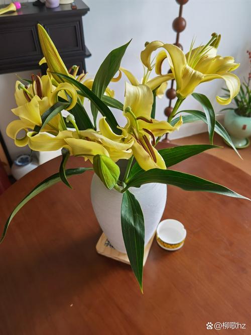 家里有孕妇养什么花好，怀孕期间家里养什么花比较好