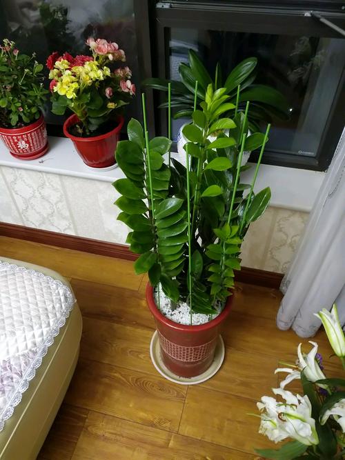 家里有孕妇养什么花好，怀孕期间家里养什么花比较好-第2张图片-优品飞百科