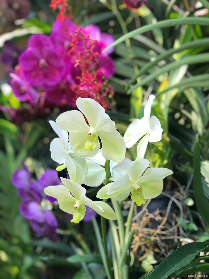 家里有孕妇养什么花好，怀孕期间家里养什么花比较好-第3张图片-优品飞百科