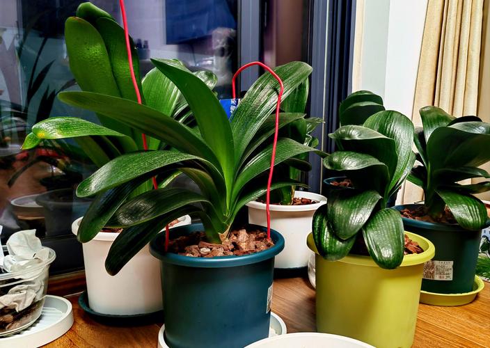 家里有孕妇养什么花好，怀孕期间家里养什么花比较好-第5张图片-优品飞百科