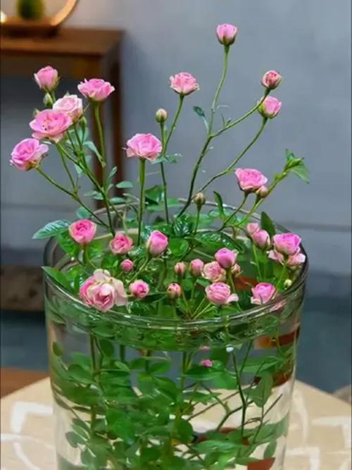 家里有孕妇养什么花好，怀孕期间家里养什么花比较好-第6张图片-优品飞百科