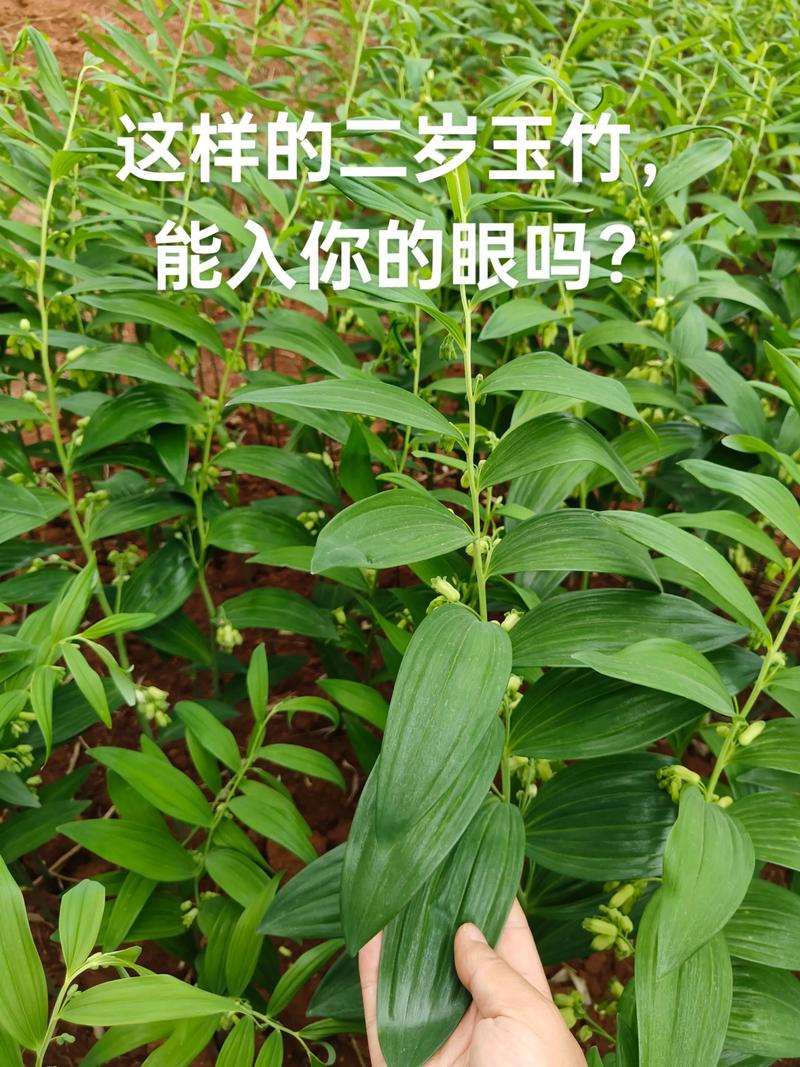 玉竹费用，玉竹图片，玉竹费用最新行情玉竹价？-第2张图片-优品飞百科