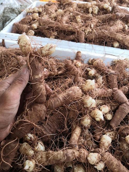 玉竹费用，玉竹图片，玉竹费用最新行情玉竹价？-第3张图片-优品飞百科