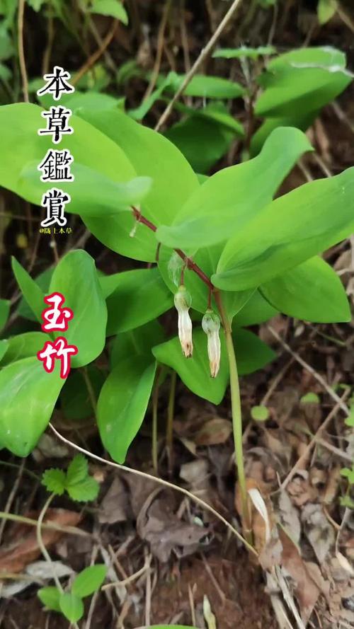 玉竹费用，玉竹图片，玉竹费用最新行情玉竹价？-第4张图片-优品飞百科