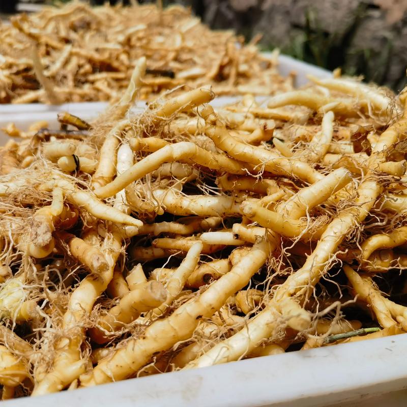 玉竹费用，玉竹图片，玉竹费用最新行情玉竹价？-第5张图片-优品飞百科