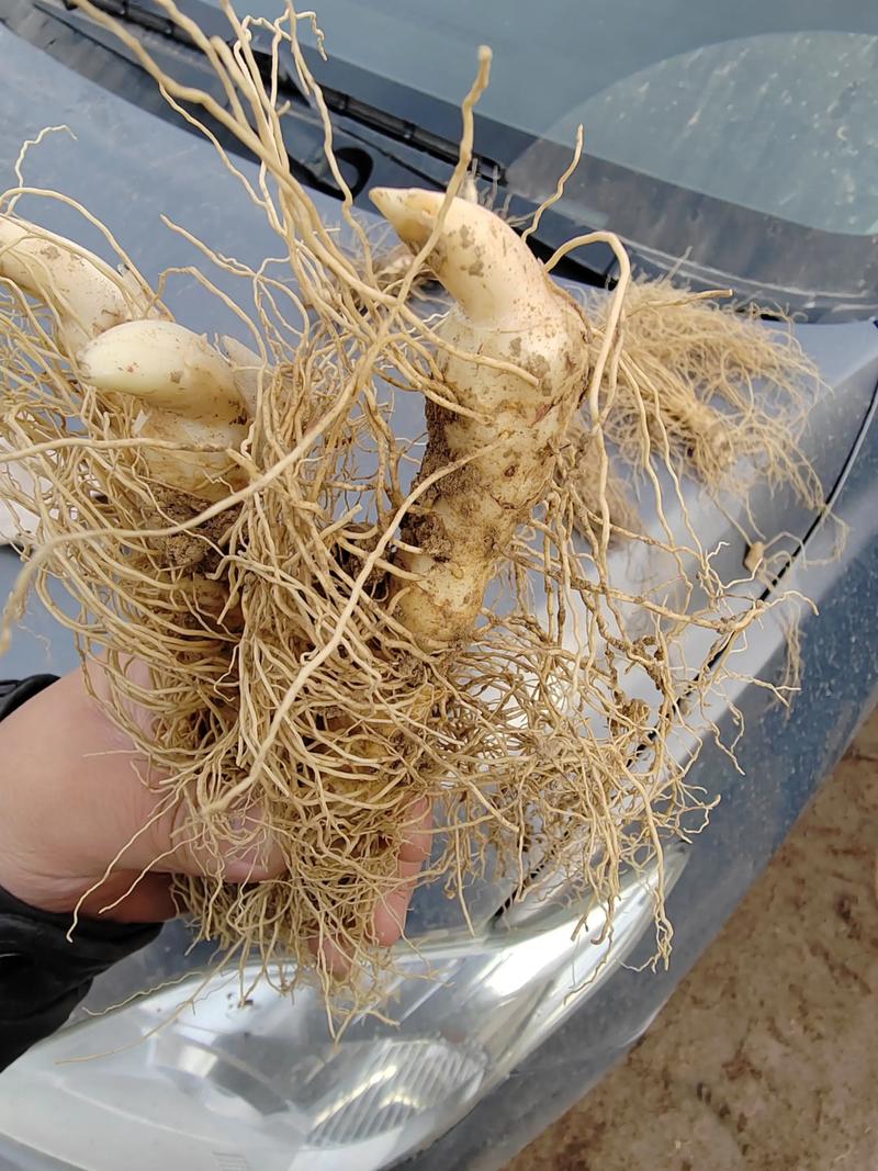 玉竹费用，玉竹图片，玉竹费用最新行情玉竹价？-第7张图片-优品飞百科