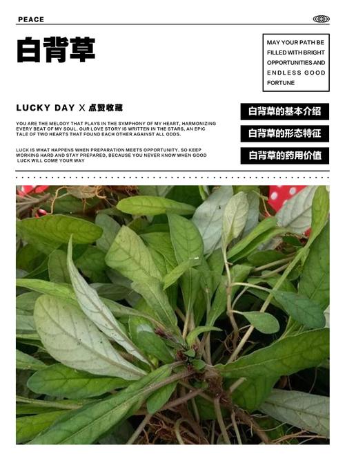 白背叶的功效与作用，白背叶的功效与作用及禁忌-第1张图片-优品飞百科