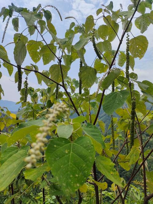 白背叶的功效与作用，白背叶的功效与作用及禁忌-第2张图片-优品飞百科