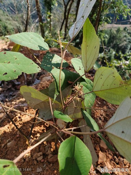 白背叶的功效与作用，白背叶的功效与作用及禁忌-第3张图片-优品飞百科