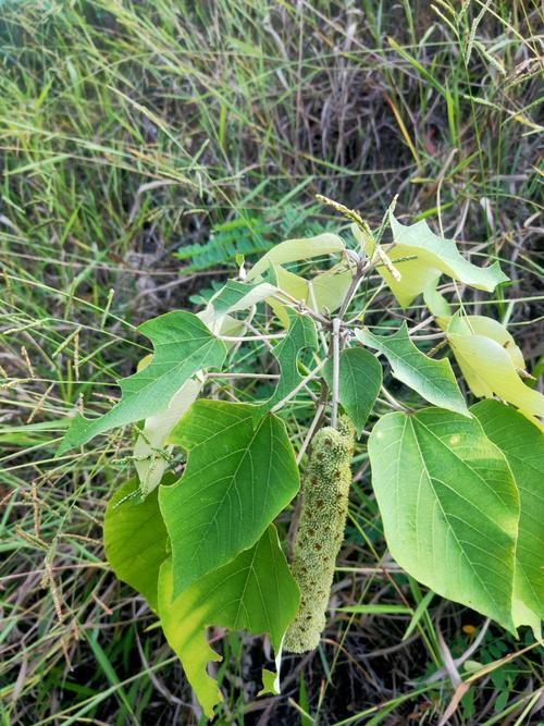 白背叶的功效与作用，白背叶的功效与作用及禁忌-第5张图片-优品飞百科