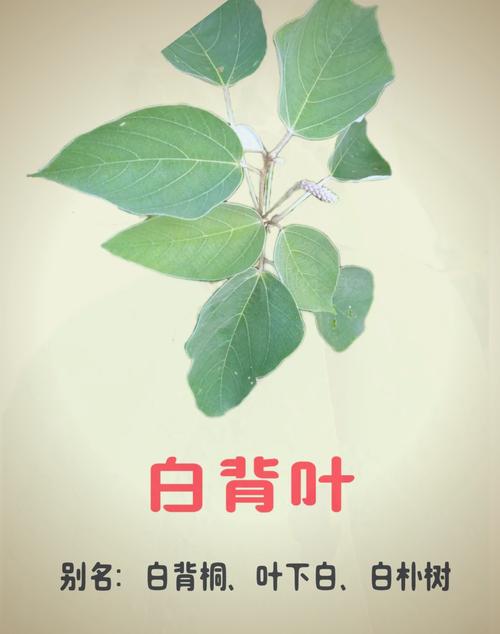 白背叶的功效与作用，白背叶的功效与作用及禁忌-第7张图片-优品飞百科