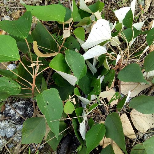 白背叶的功效与作用，白背叶的功效与作用及禁忌-第8张图片-优品飞百科